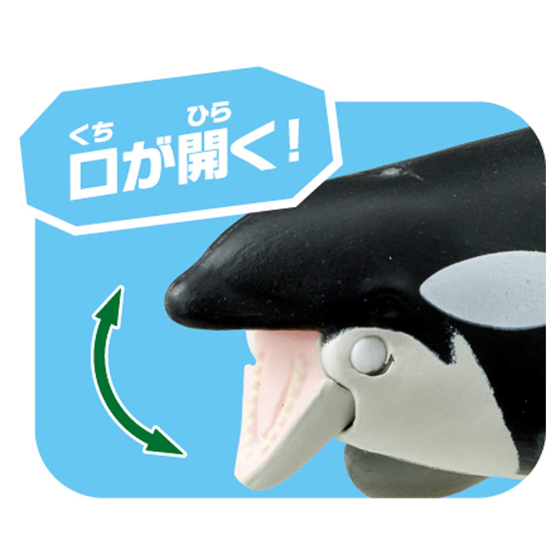 타카라 토미 (TAKARA TOMY) 아니아 AL-08 범고래 부모와 자식 (물에 떠있는 Ver.) 동물 공룡 장난감 3 세 이상