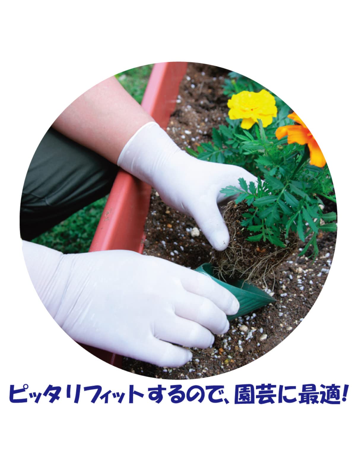 Utsunomiya production Quinn natural rubber gloves (powder free) L100 pieces