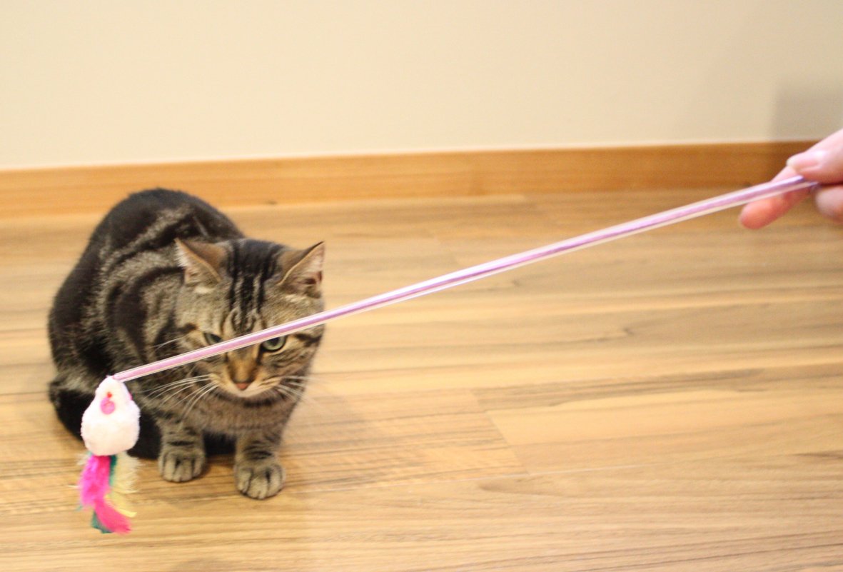じゃれ猫 ふりふり三まい タンゴ