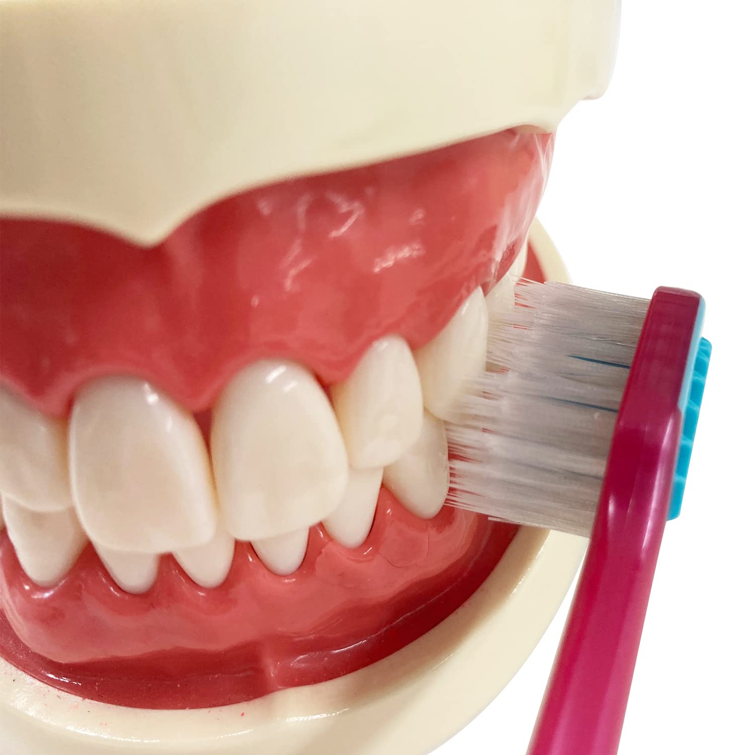 Ebisu Premium Care Teeth Whitening/6-row Regular Regular
