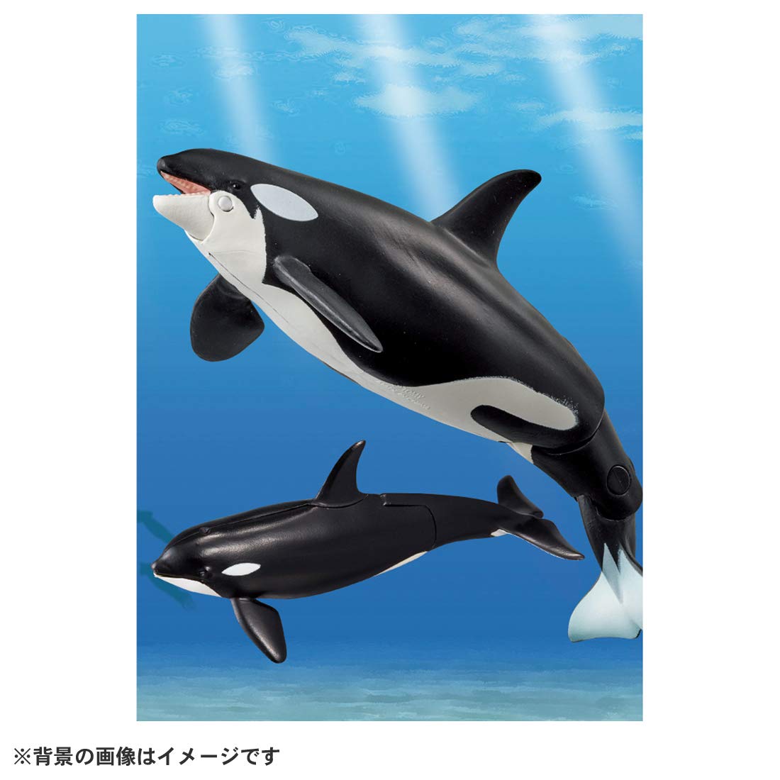 타카라 토미 (TAKARA TOMY) 아니아 AL-08 범고래 부모와 자식 (물에 떠있는 Ver.) 동물 공룡 장난감 3 세 이상