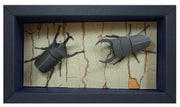 Sankei Japamini Beetle และ Stag Beetle กระดาษอาร์ตเวิร์ก Laser Cut MP11-08