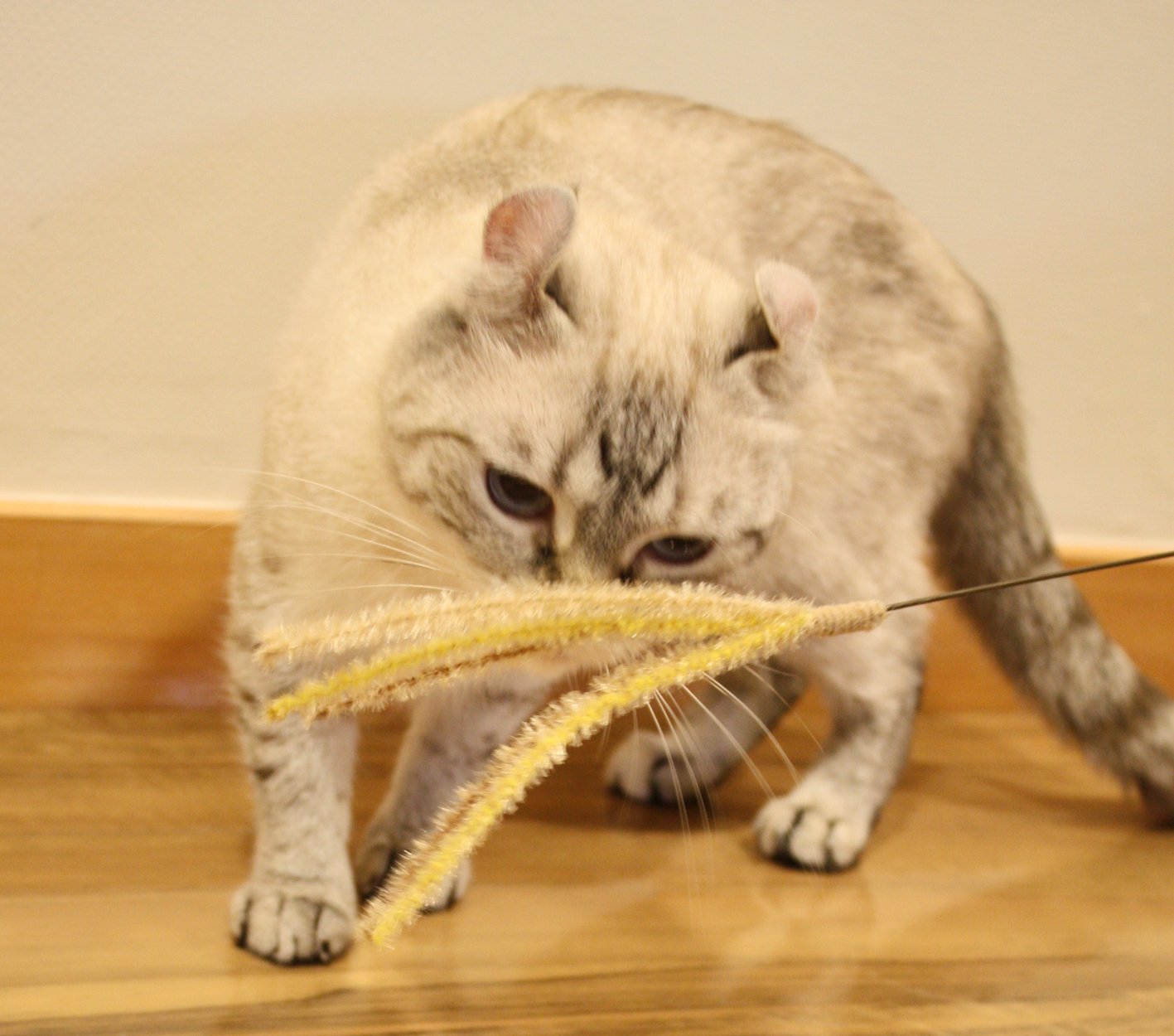 CattyMan Cat Play Pampas Grass ชุด 2 ชิ้น