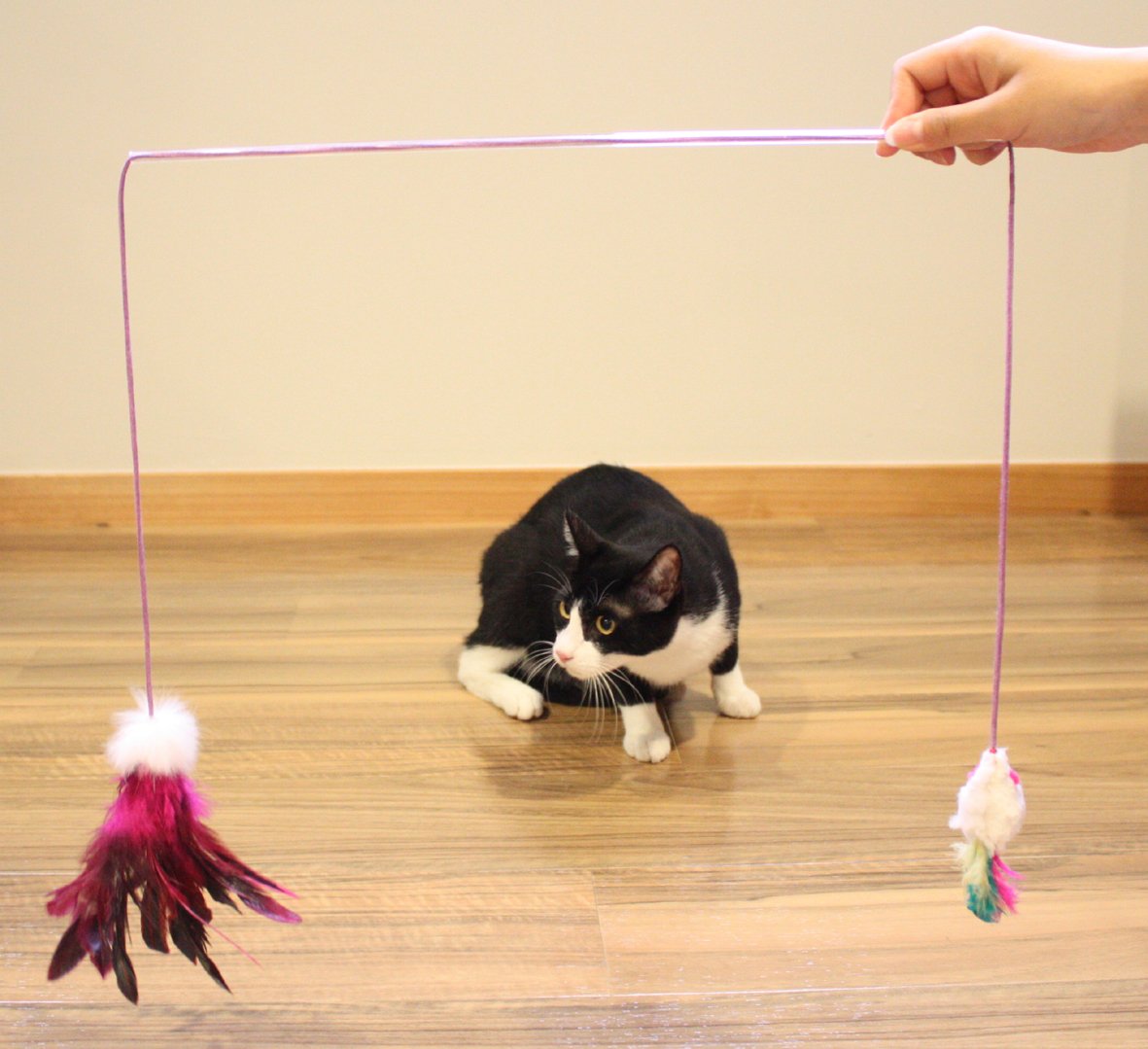 じゃれ猫 ふりふり三まい タンゴ