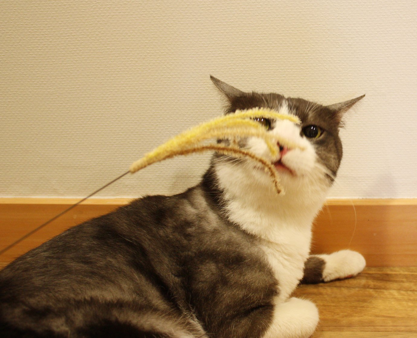 CattyMan Cat Play Pampas Grass ชุด 2 ชิ้น