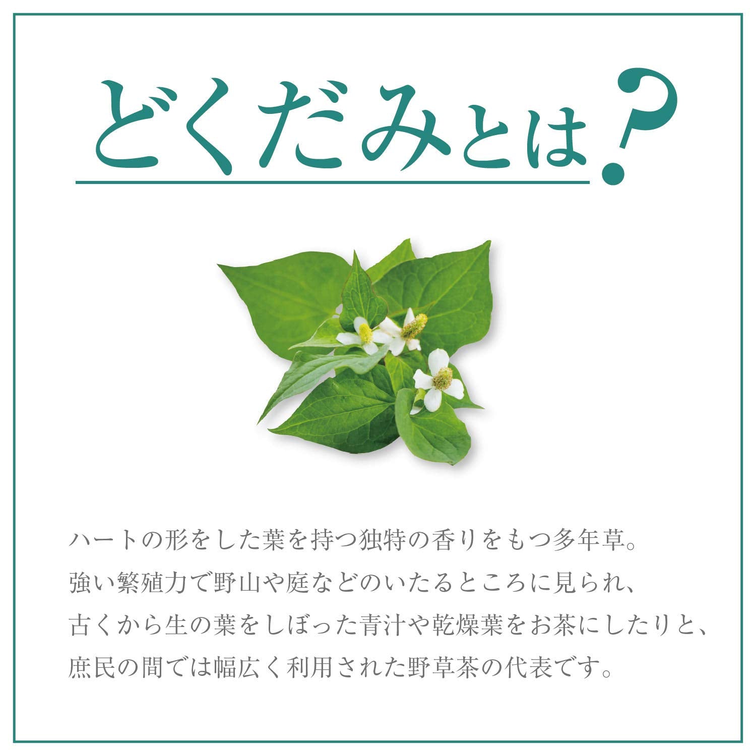 Orihiro economical Dokudami tea 60 bags