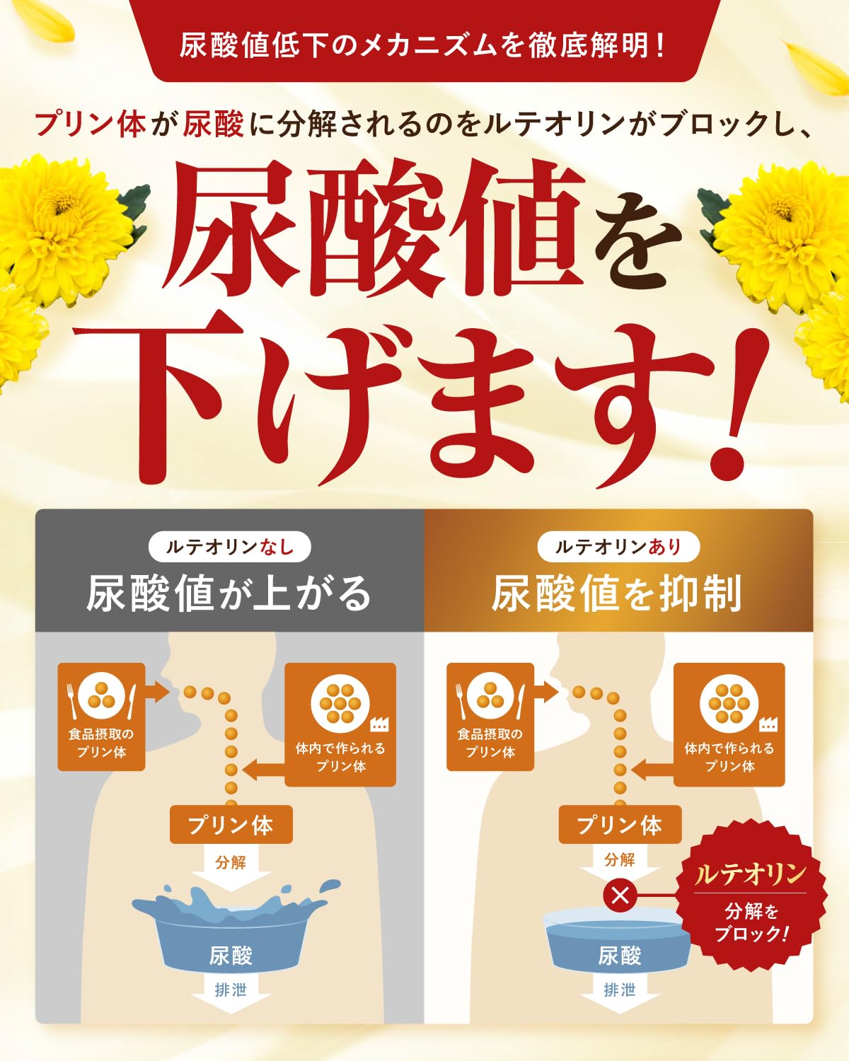 【의사 감수】루테올린의 극도 요산치를 낮춘다 루테올린 10mg 요산치 대책 60알 30일분 푸린체가 요산으로 분해되는 것을 루테올린이 블록 사라시아 김네마