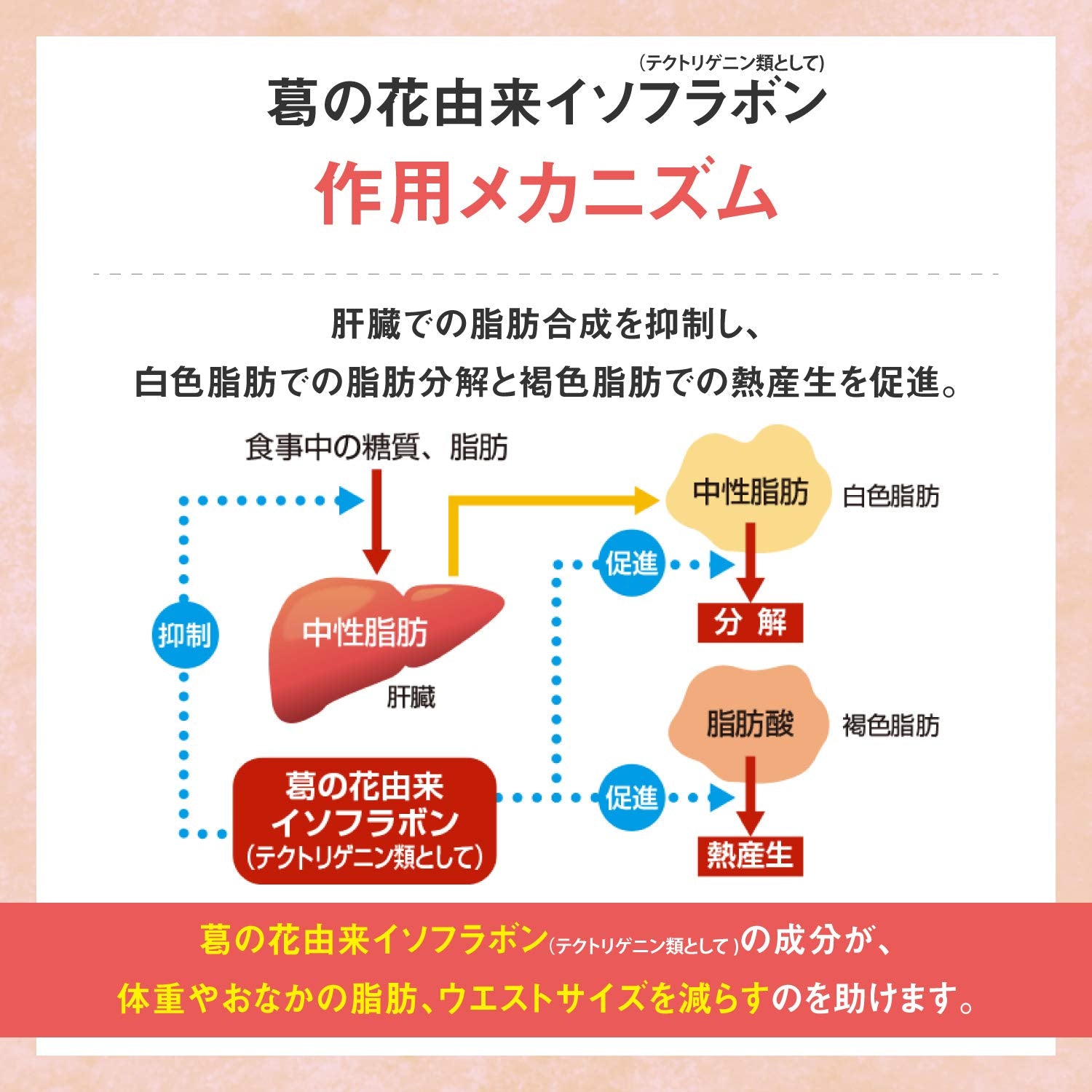 【기능성 표시 식품】다이쇼 제약 리비타(Livita) 팻케어 타블렛(알타입 타입) 42 알갱이(14일분)