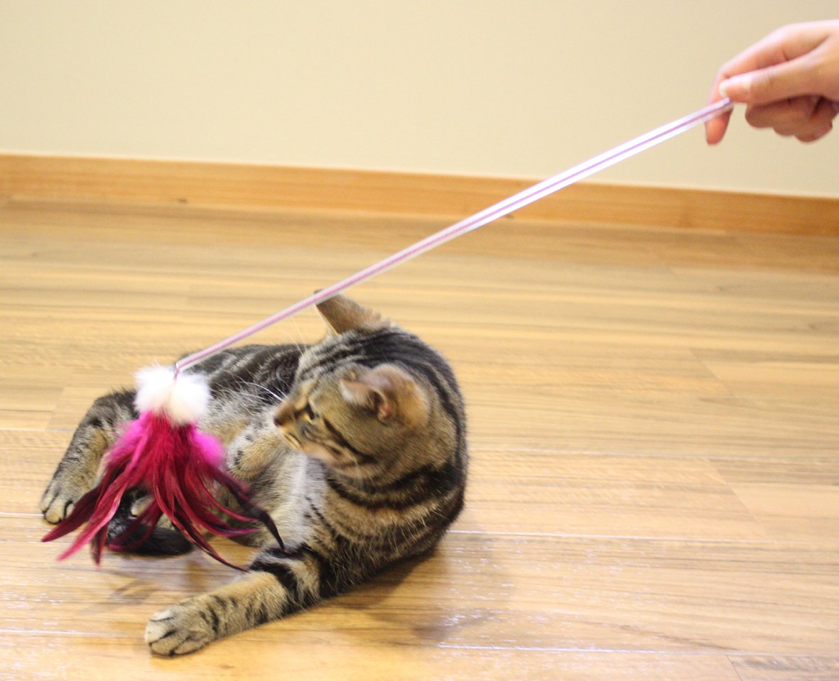 じゃれ猫 ふりふり三まい タンゴ