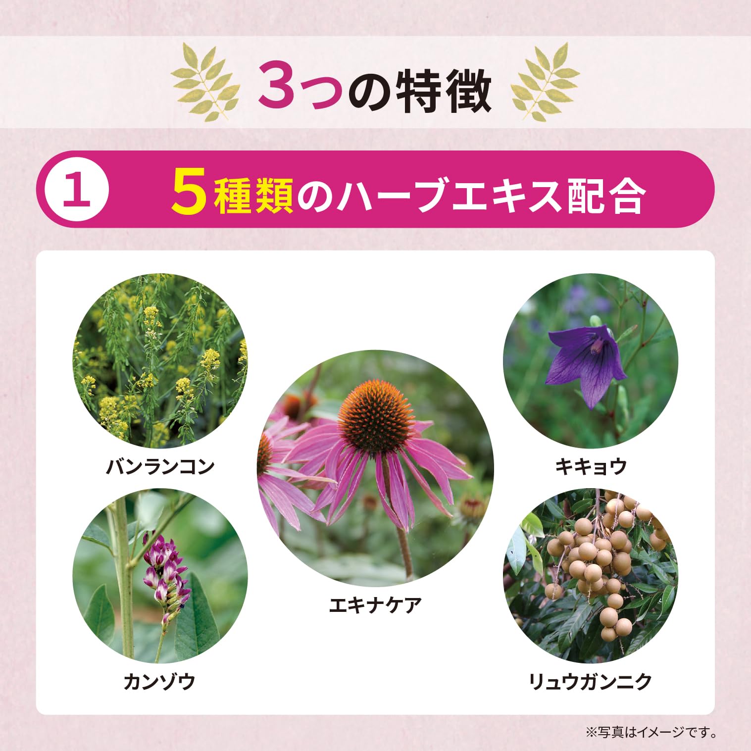 Matsuura Pharmaceutical Echinacea Throat Lozenge 52g [Non-Sugar Individually Wrapped, Refreshing with Menthol Echinacea, Banlangkong, Licorice, Bellflower, Longannik, and Herb Extracts]