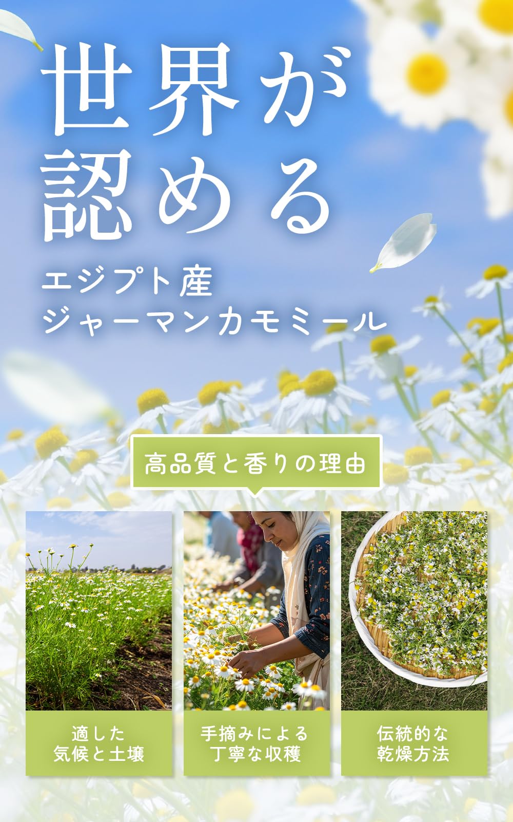 키호야 향기를 고집한 카모마일 티 1.5g×30포 【무농약/국내 제조】 카모마일 티백 잔류 농약 검사 완료