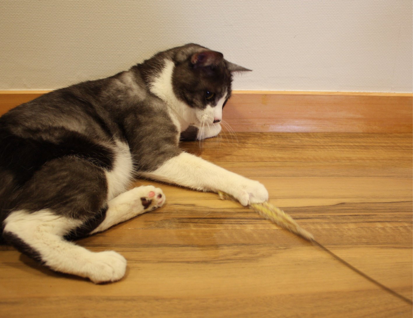 CattyMan Cat Play Pampas Grass ชุด 2 ชิ้น