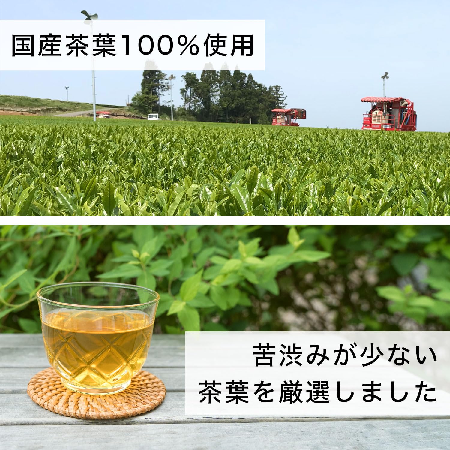 "Itoen Green Tea" Labelless 500ml x 24 Tea Plastic Bottle
