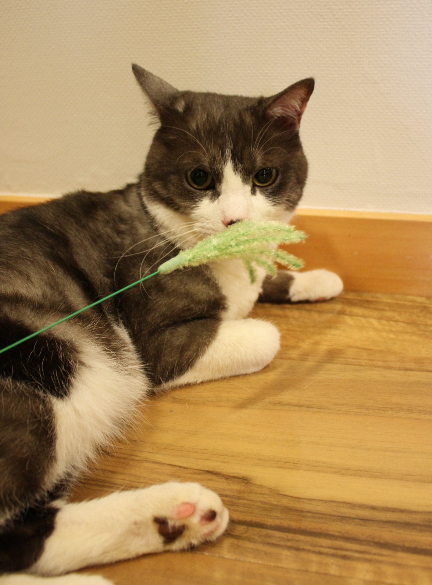 CattyMan Cat Play Pampas Grass ชุด 2 ชิ้น