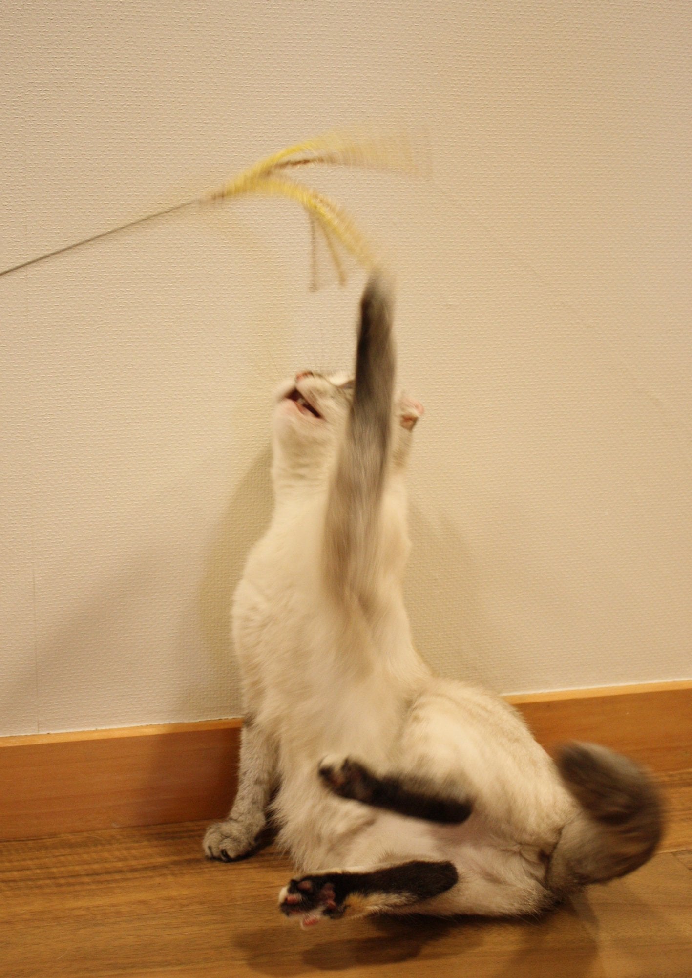 CattyMan Cat Play Pampas Grass ชุด 2 ชิ้น